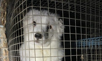 Fur farm