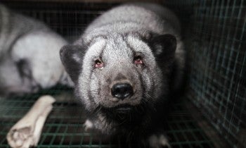 Fox on a fur farm