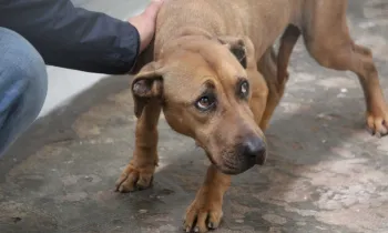 Rescued from dogfighting in Italy