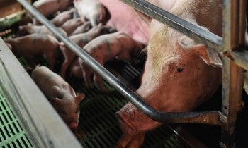 Pig farm in Italy