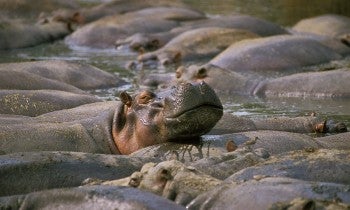 Hippo