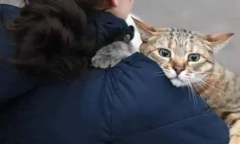 Ukraine cat