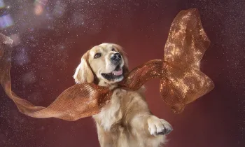 Chewy, dog meat trade survivor