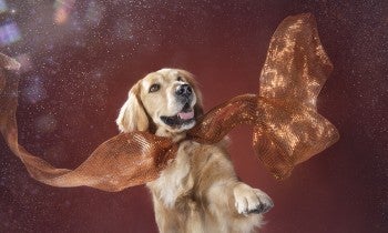 Chewy, dog meat trade survivor