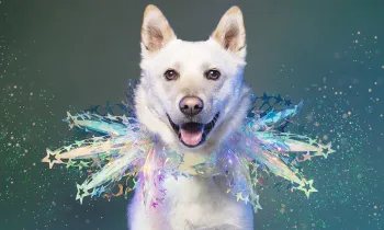 Wilf, dog meat trade survivor