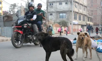 conducting a dog population survey