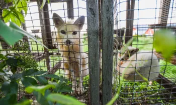 Foxes on a fur farm
