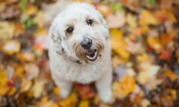 dog in leaves