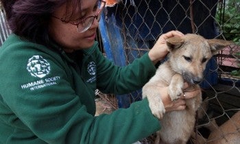 HSI/Viet Nam country director rescuing a dog from a slaughterhouse in Viet Nam