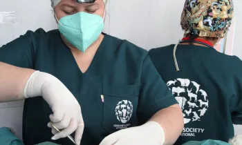 HSI veterinary team performing surgery in La Paz, Bolivia