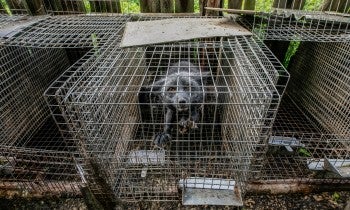 Mink on a fur farm