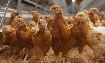 Cage-free chickens in Malaysia