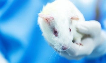 Guinea pig