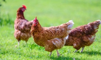 Chickens
