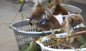 Three koalas rescued on Kangaroo Island sitting in laundry baskets eat eucalyptus branches and wait for assessment and treatment.