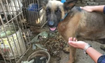Dog rescued from the dog meat trade in China.