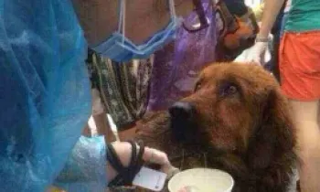 Dog rescued from the dog meat trade in China.