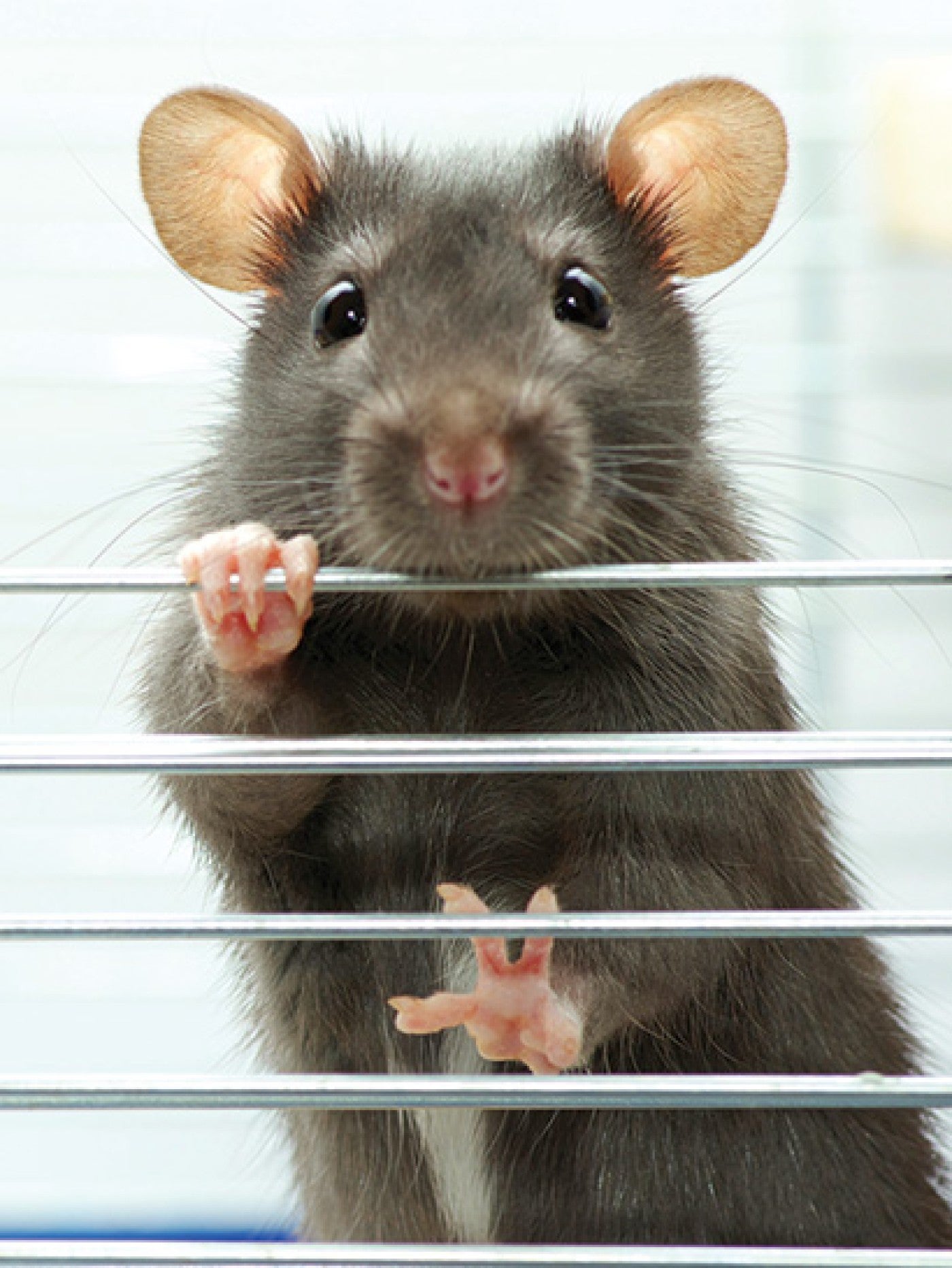 How the Animal Welfare Act has evolved over the decades and what still ...