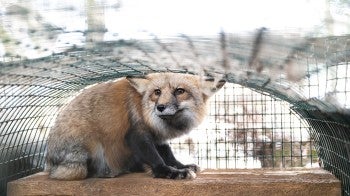 OH Fur Farm Rescue