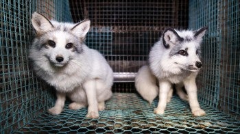 Two fox from a fur farm