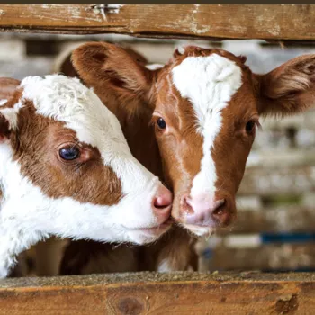 Two sweet brown and white cows in a barn