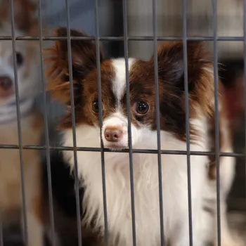 Two dogs suffering on a puppy mill farm