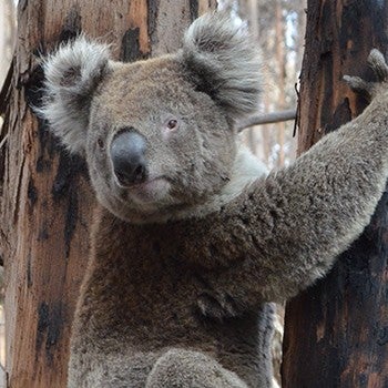 Koala bear climbing a burned tree in Australia after wildfires