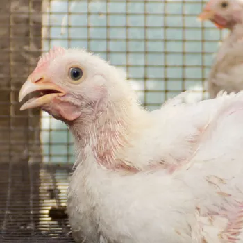 scared chicken sitting in cage
