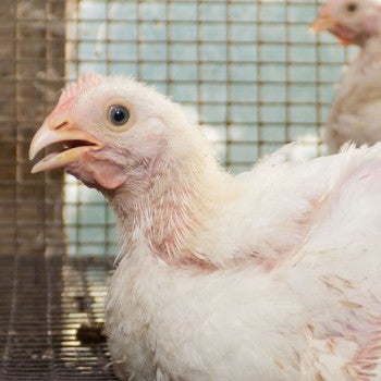 scared chicken sitting in cage