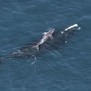 Right whale and calf