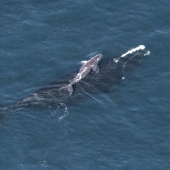 Right whale and calf