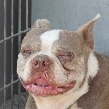 Sick dog at a puppy mill