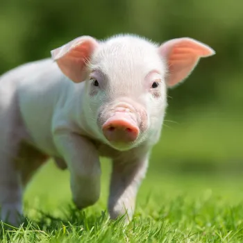 A young piglet walking in the grass
