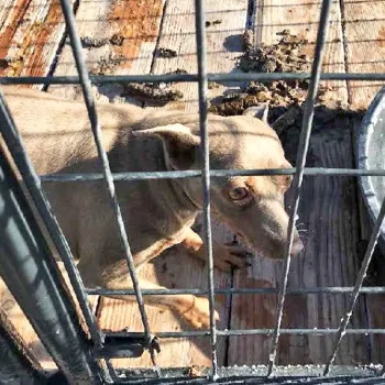 A dog in poor health looks at the camera pleadingly, the disgusting conditions of its puppy mill visible in the background