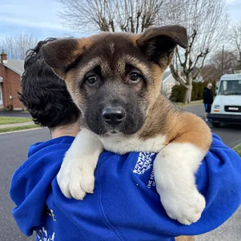 Woman holding a puppy