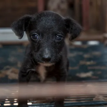 Small black dog in dark puppy mill cage