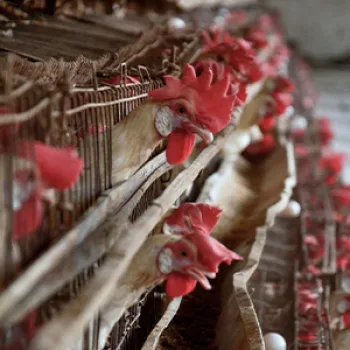 Chickens in battery cages