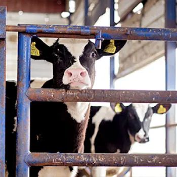 Cow in group housing