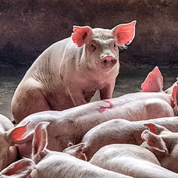 Pig in group housing