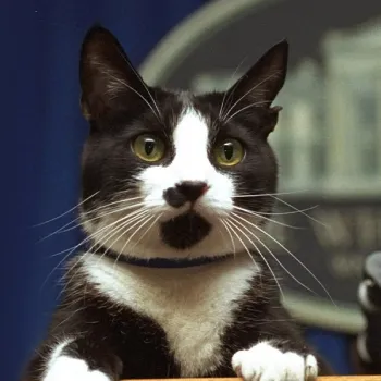 Socks Clinton plays on the White House podium