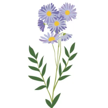 Aromatic aster illustration