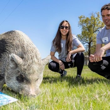 Humane Society of the United States donors Laura & Michael Boswerger look on as a rescued pig grazes and paints during enrichment exercises at Black Beauty Ranch