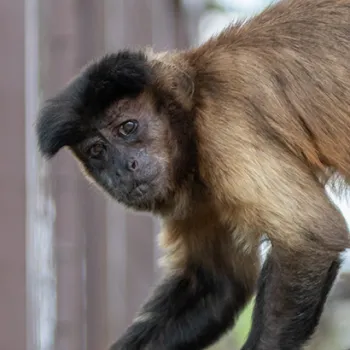 Baby Spice the macaque