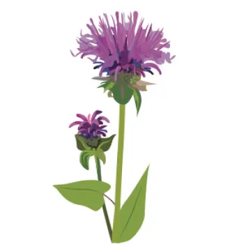 Bee balm illustration