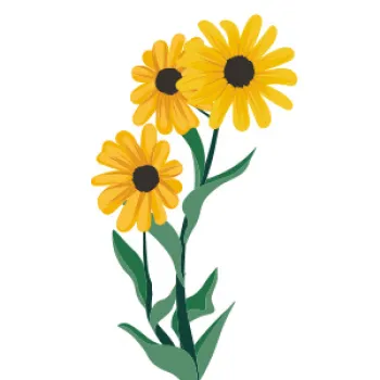 Black eyed susan illustration
