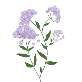 Blue mist flower illustration
