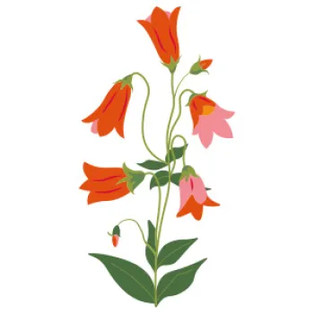 Crossvine illustration