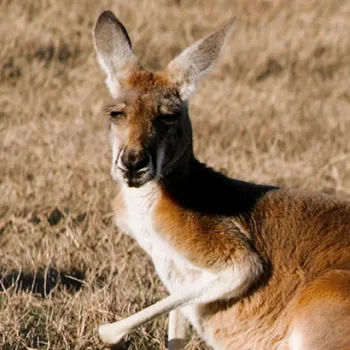 Joey the kangaroo