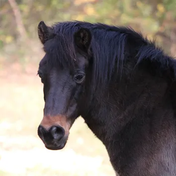 Paul Blart the horse