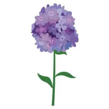 Tall Garden Phlox illustration